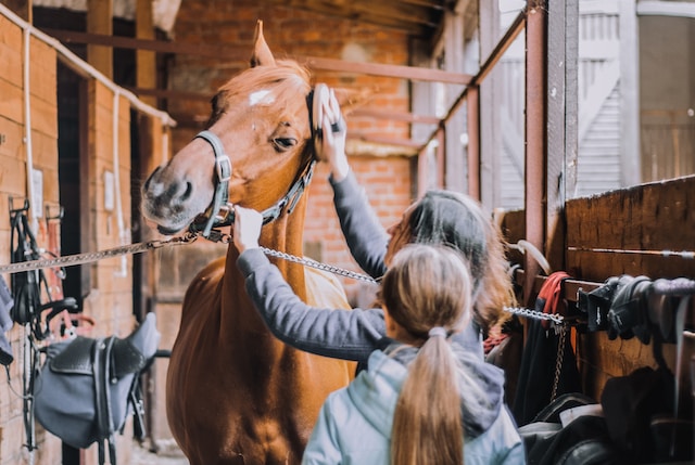 Horse grooming activity