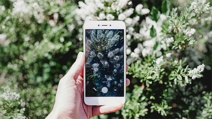 A hand holding a white smart phone, taking a photograph of flowers in bloom